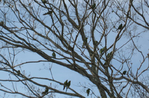 A flock of chattering parrots makes a brief visit to a tree in front of the restaurant.